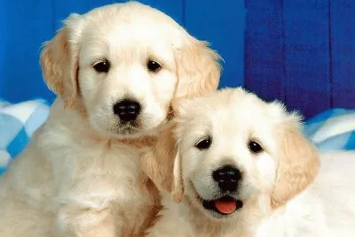 dogs jigsaw puzzle