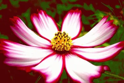 flower