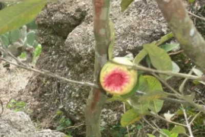 Alimento dos Pássaros