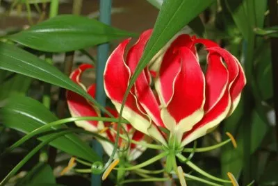 gloriosa