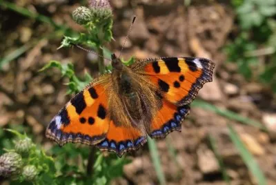 butterflies and other animals