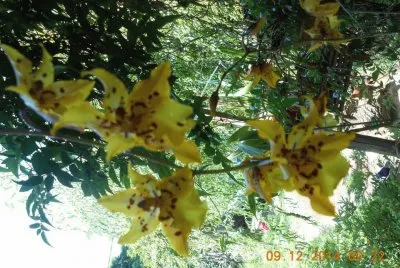 flor