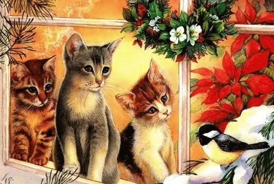 gatos