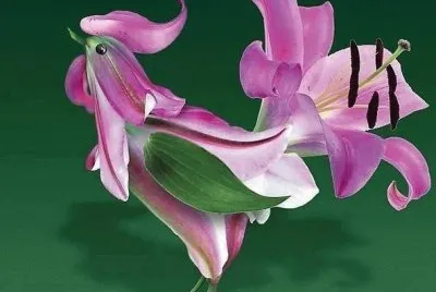 flor