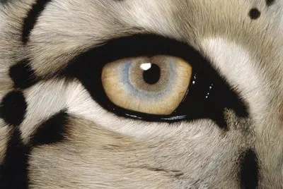 oeil