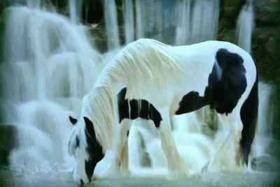 cheval