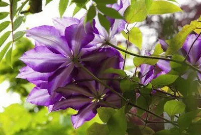 fleurs