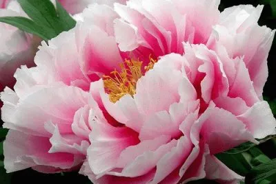 fleur: pivoine