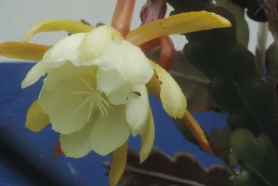 Flor de la Pitaya