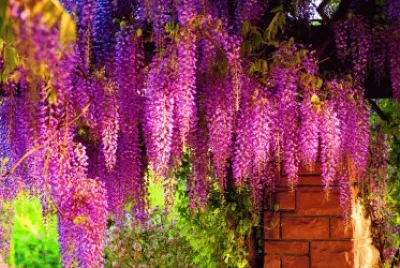 glycine