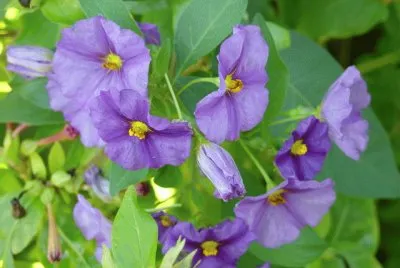 lycianthe