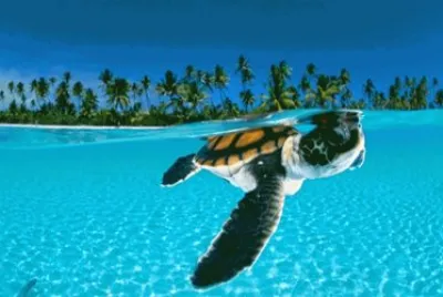 tartaruga1