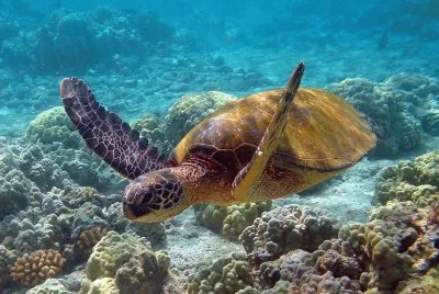 tartaruga2 jigsaw puzzle