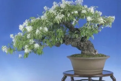 Bonsai florido