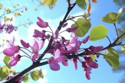 arbre de judÃ©e