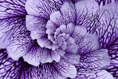 Mesmerizing vegetable