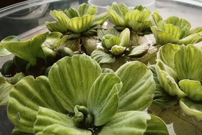 Lechugas acuaticas