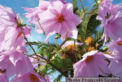 dahlias imprialis