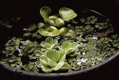 Plantas acuaticas