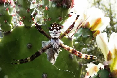 Spider and prey