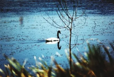 Cisne