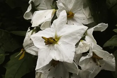 Flores