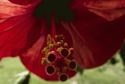 Flor