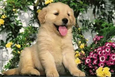 Lindo y adorable