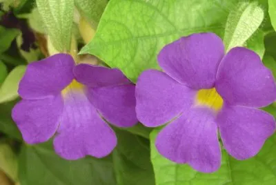 thunbergia jigsaw puzzle
