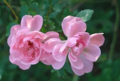rosier buisson jigsaw puzzle
