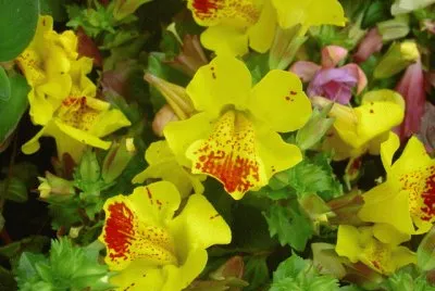 mimulus jigsaw puzzle
