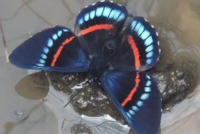 Mariposa 2