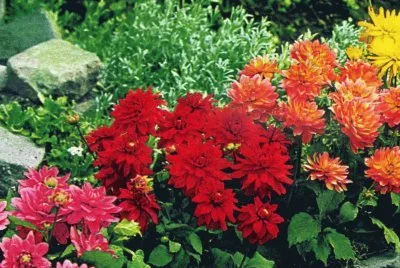 JardÃ¬ jigsaw puzzle