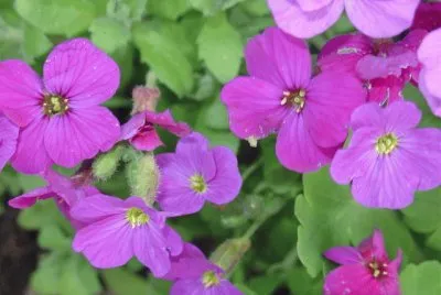aubrite jigsaw puzzle