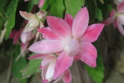 epiphyllium jigsaw puzzle