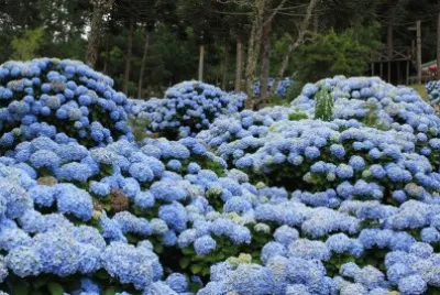 . jigsaw puzzle