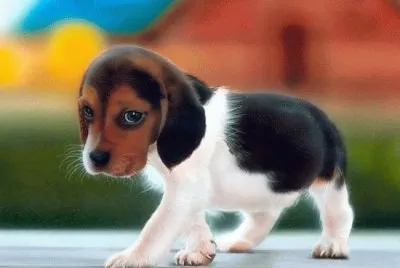 Perrito bello