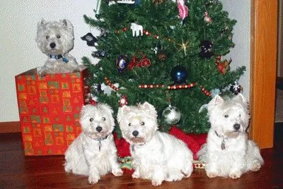 christmas westies jigsaw puzzle