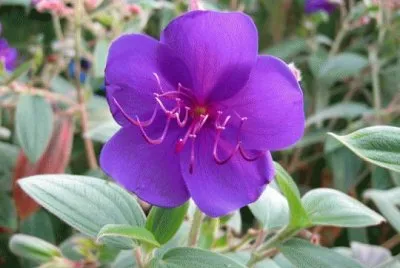 tibouchina jigsaw puzzle