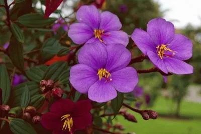 tibouchina jigsaw puzzle