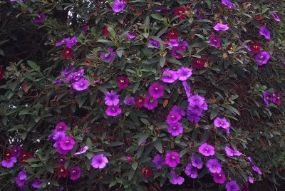 tibouchina jigsaw puzzle