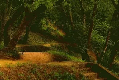 bosque jigsaw puzzle