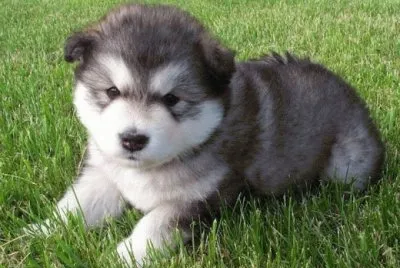 Parece un peluche