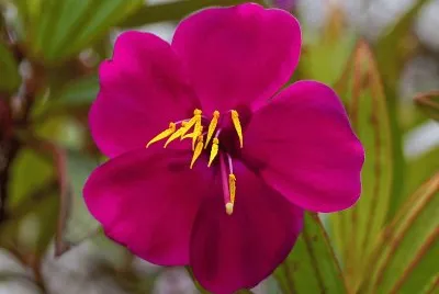 tibouchina jigsaw puzzle