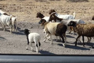 Ovelhas e Cabras