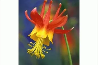 flower jigsaw puzzle