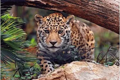 Leopardo