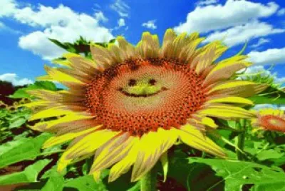 girasol jigsaw puzzle