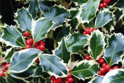 Grebol jigsaw puzzle