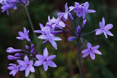tulbaghia jigsaw puzzle
